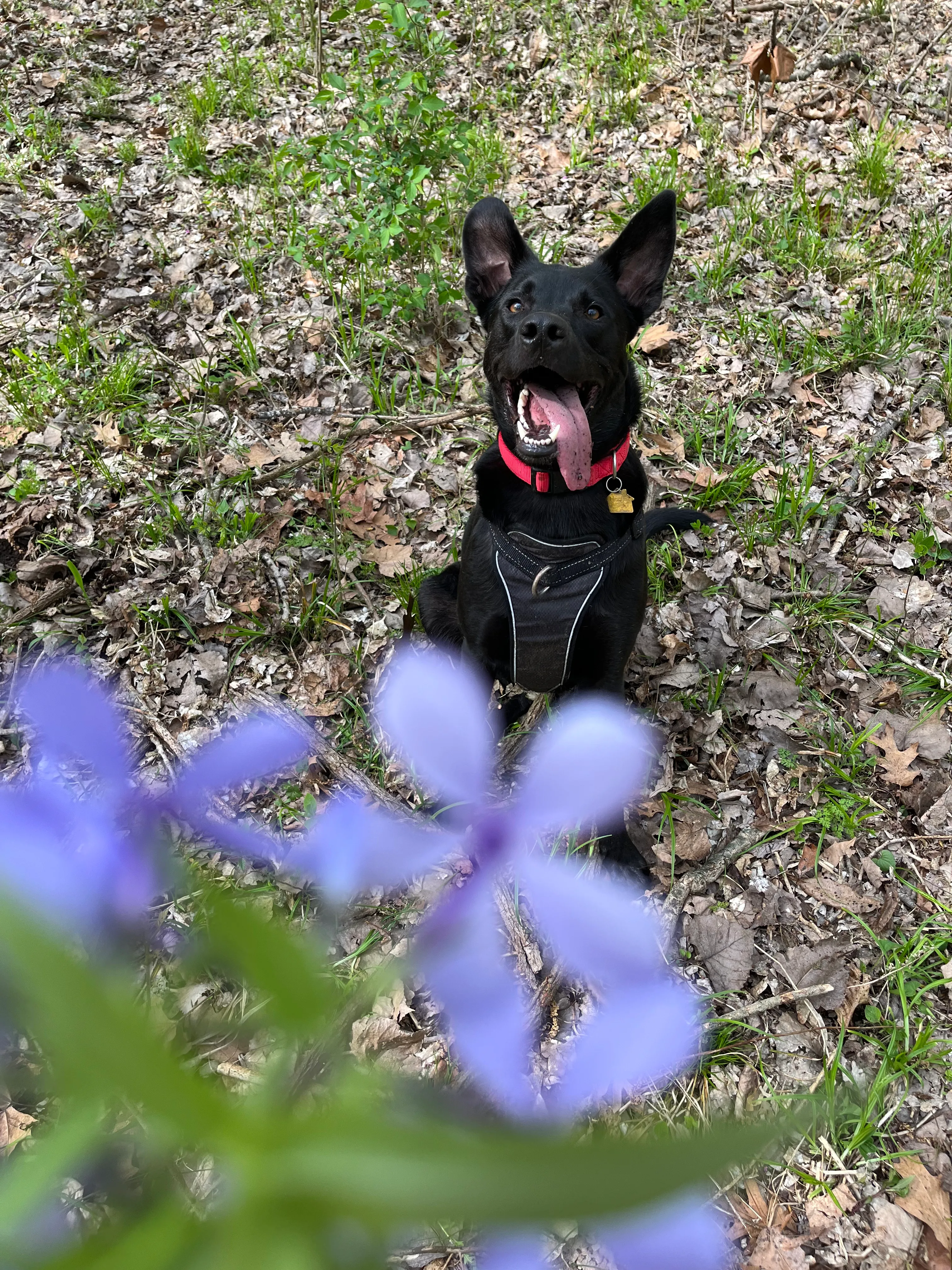Luka, my german shepherd × labrador × pit bull × golden retriever